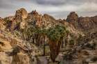 Lost Palms oasis in Joshua Tree National Park, California, USA Art Print